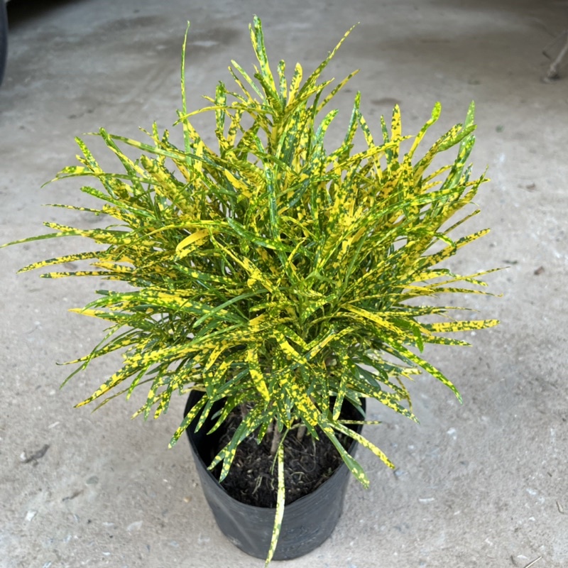 Cây cô tòng đuôi lươn cao 25-30cm, cây cảnh trang trang trí quán cà phê, ban công, sân vườn và ven tường