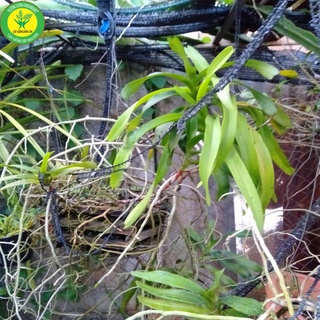 Lan rừng Mỹ dung dạ hương