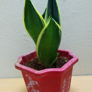 Cây Lưỡi Hổ Thái Mini