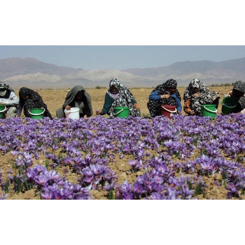 Nhuỵ hoa nghệ tây (Afghanistan Saffron) Hộp 1G