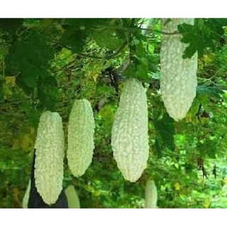 Hạt giống khổ qua bạch tuyết ( khổ qua trắng 5 hạt )