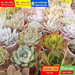 Combo 5 cây sen đá size trung chọn ngẫu nhiên, đã thuần khí hậu nóng, khoẻ đẹp, hoàn tiền khi cây bị hư hoặc lỗi