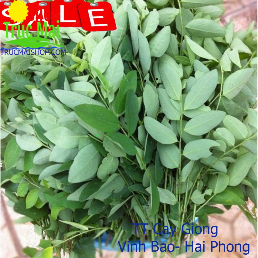 Khóm 10 Gốc cây rau ngót dinh dưỡng lá to thu hoạch quanh năm ✅ Vườn hoa giống VBHP