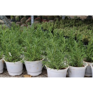 HƯƠNG THẢO CHẬU LỚN THƠM NGÁT, DỄ TRỒNG