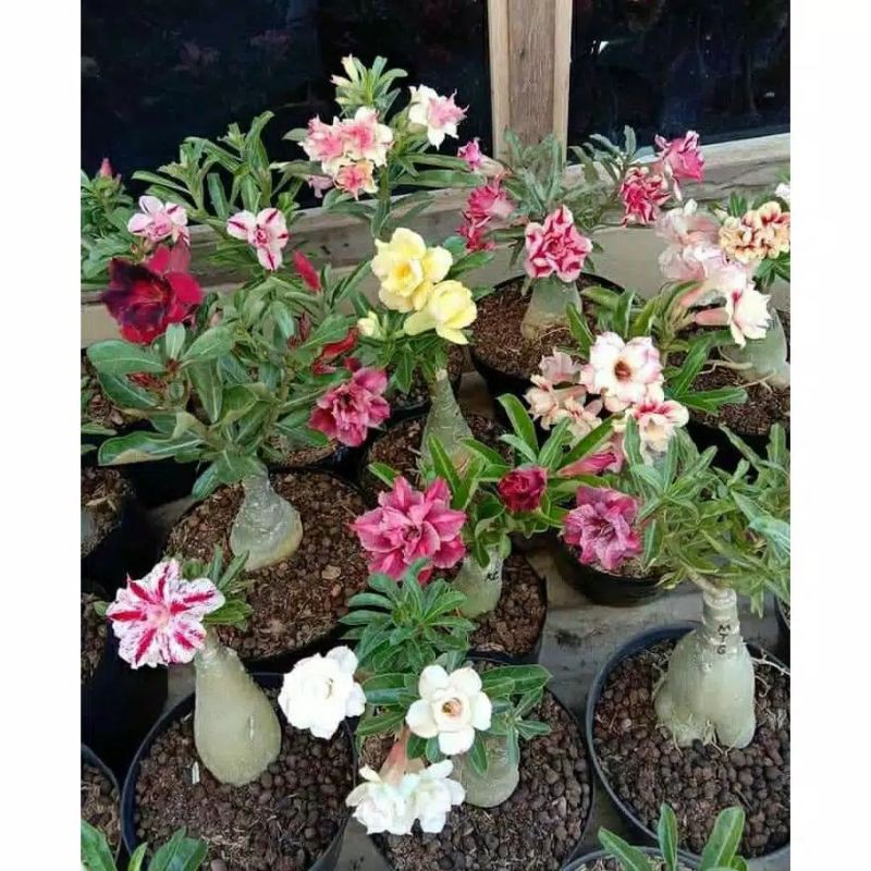 (hàng Mới Về) Bộ 10 Túi Kem Adenium Kembodia | BigBuy360 - bigbuy360.vn
