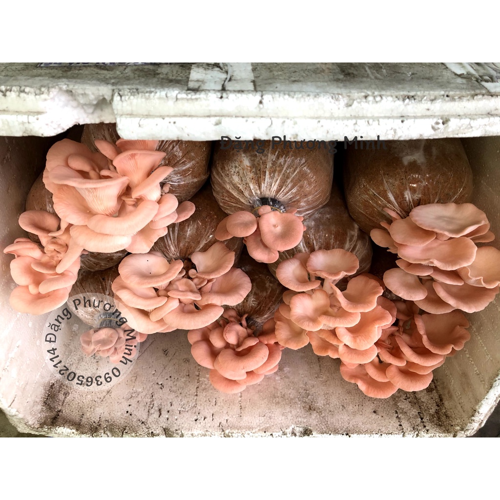 Bịch giống trồng nấm HỔNG NGỌC bịch lớn , Bịch phôi giống nấm hồng ngọc bịch lớn