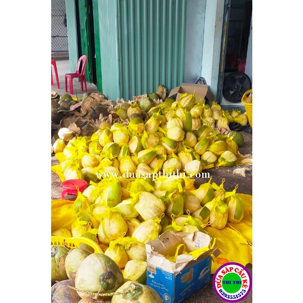 DỪA SÁP LOẠI 2 MINI