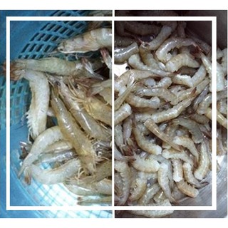 MẮM TÔM CHUA HOÀNG ĐỆ, Tôm sắp (HỦ NHỎ 500GR)