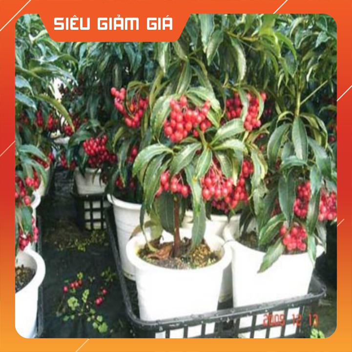 Cây kim ngân lượng