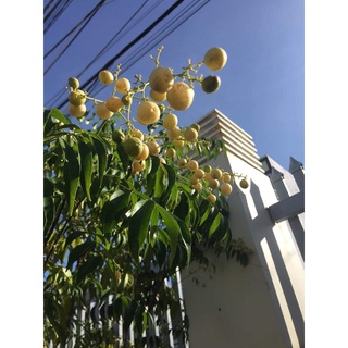 combo 5 cây mắc mật (Chuẩn giống cây trồng)