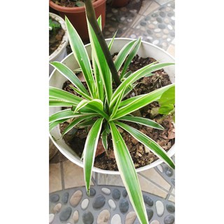 Cây cỏ lan chi(hình thật)