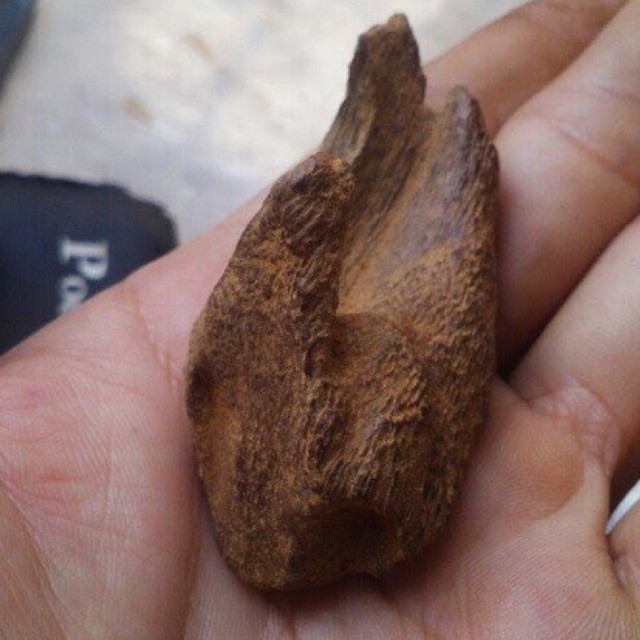 TRẦM HƯƠNG RỤC VÀNG PHƯỚC SƠN LOẠI 1