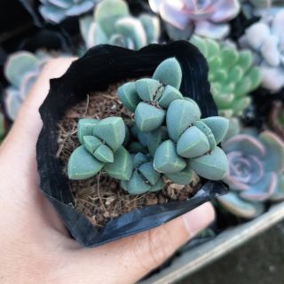 Sen Đá Lá Tim 4-6cm siêu đẹp - 1 đổi 1.