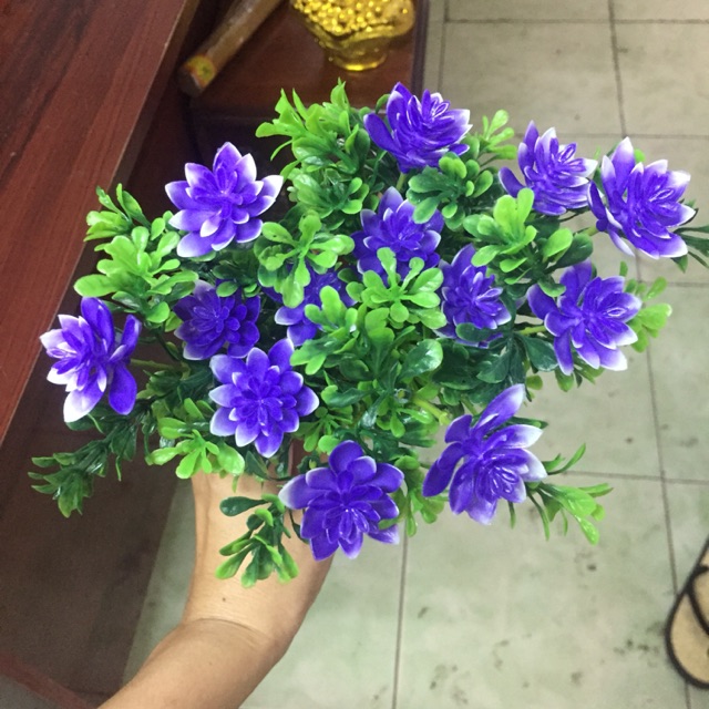 Combo hoa điểm