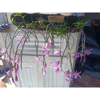 Hoa Lan rừng nhiều loại