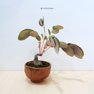 Củ Diệp Hạ Châu Thái - Phyllanthus Mirabilis - 1M2 OF VIBES
