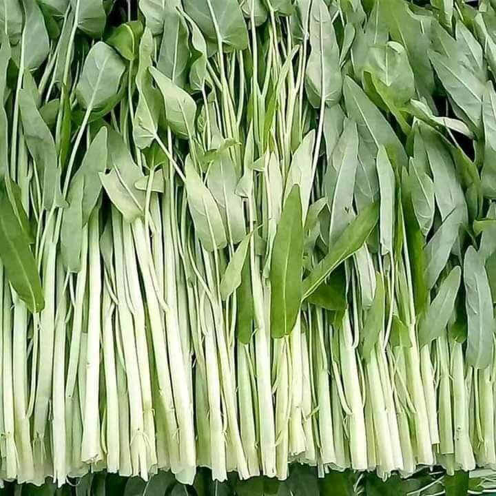 HẠT GIỐNG RAU MUỐNG LÁ TRE SINH TRƯỞNG KHỎE