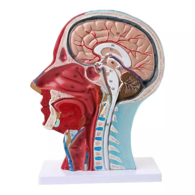 Giải Phẫu Nửa Đầu Người Giải Phẫu Não Bộ Cổ Median Mô Hình Nghiên Cứu Mạch Máu Thần Kinh Dành Cho Giảng Dạy_123Lifevn