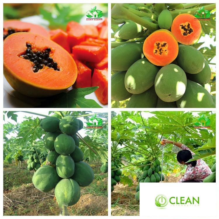 Hạt giống đu đủ lùn cao sản, siêu trái