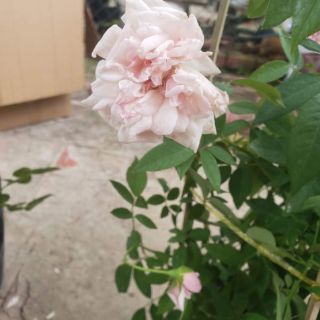 Hồng Cổ Đào