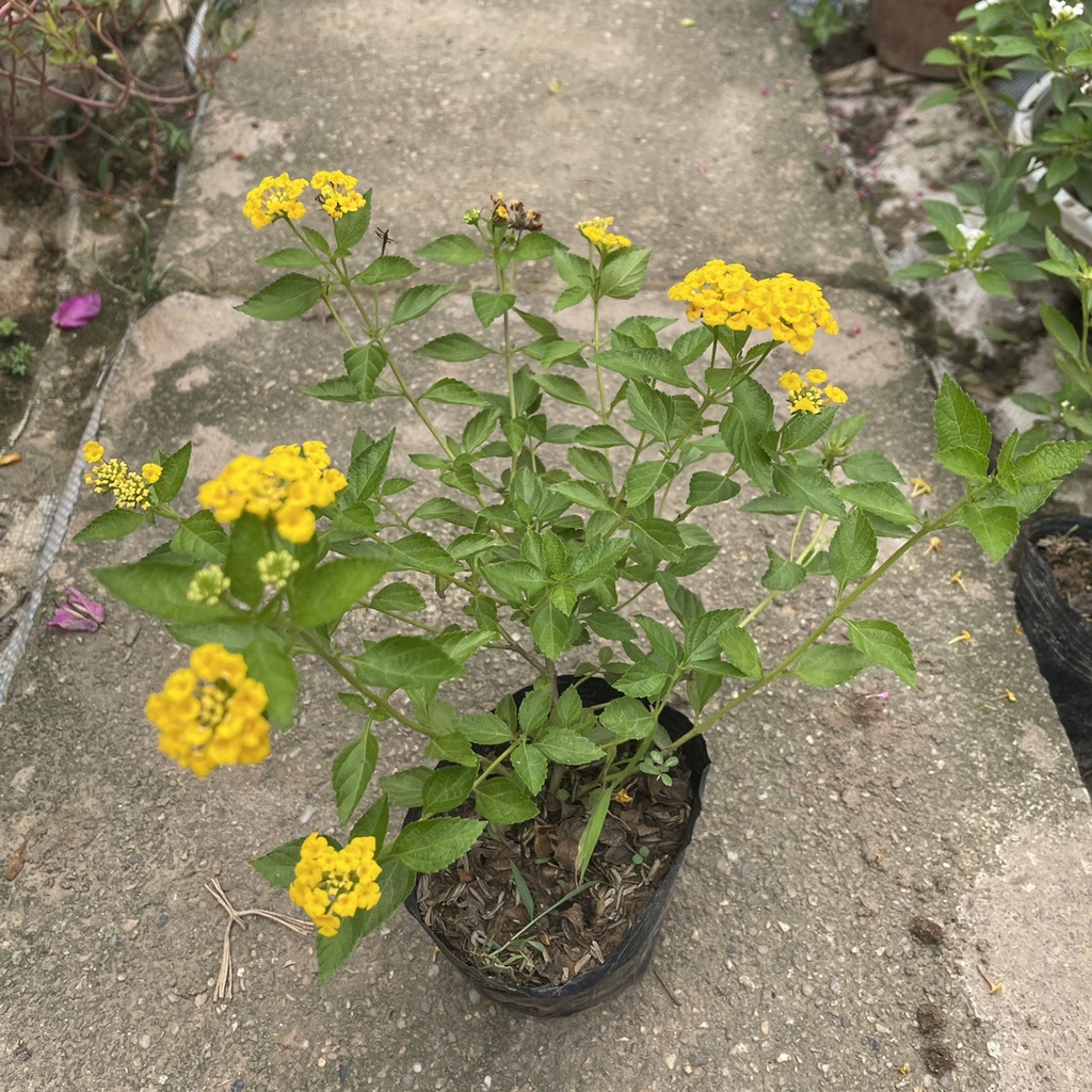 Cây hoa ngũ sắc vàng chiều cao 20cm  tán ngọn xum xuê ra hoa quanh năm thích hợp trồng trang trí sân vườn