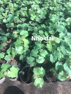 Cây giống nho ghép