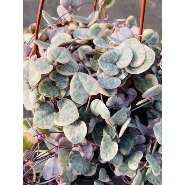 Chậu cứng 2 loại string var tuyệt đẹp