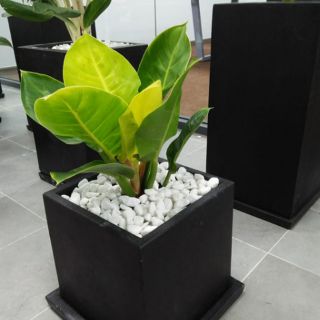 TRẦU BÀ ĐẾ VƯƠNG ( CÂY ĐẠI ĐẾ VƯƠNG)