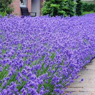 Hạt giống Hoa oải hường Munstead English Lavender