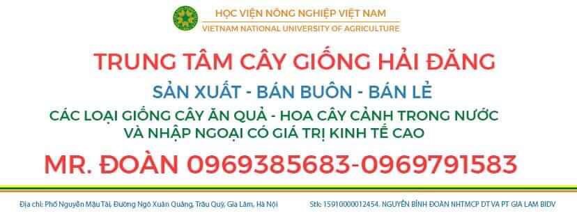 Cây hoa tuyết sơn phi hồ