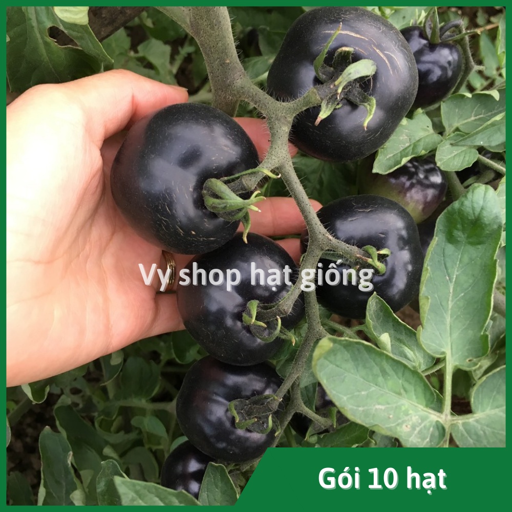 Hạt giống cà chua đen F1 gói 100 hạt - hình thật nhà trồng