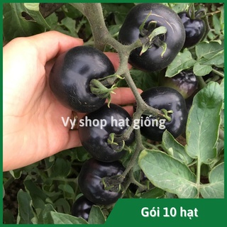 Hạt giống cà chua đen F1 gói 100 hạt - hình thật nhà trồng