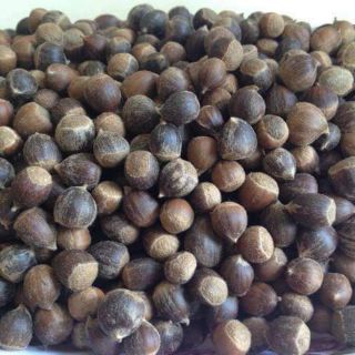 1kg HẠT DẺ RỪNG ĐIỆN BIÊN