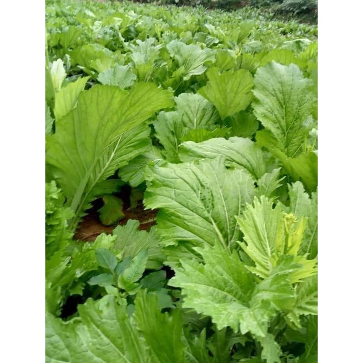 GÓI 20GR HẠT GIỐNG RAU CẢI MÈO