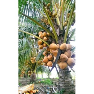 Dừa xiêm đỏ lùn 29k/1 cây