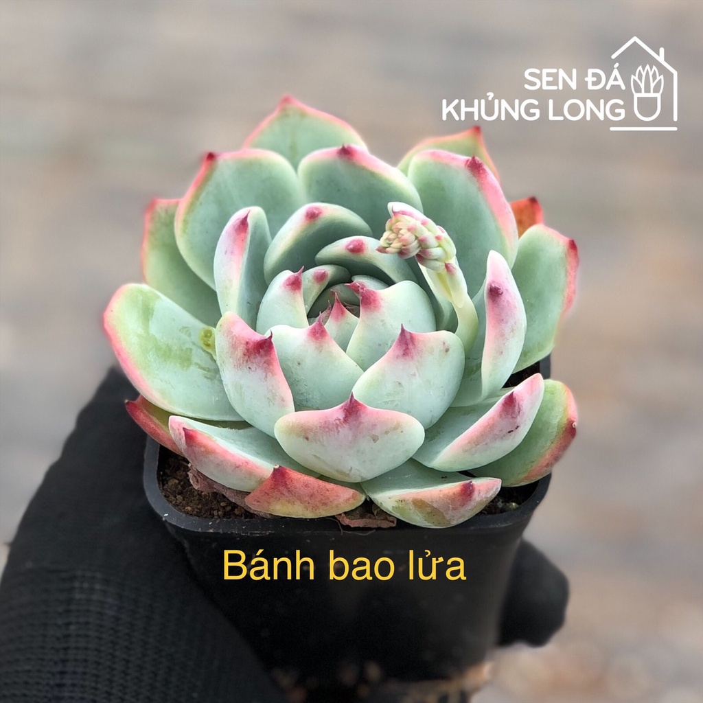 Sen Đá Bánh Bao Lửa - Echeveria Chihuahensis