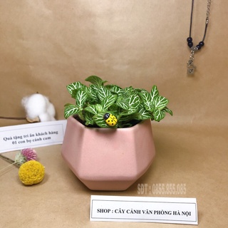 cây cẩm nhung cỏ may mắn kèm chậu lục giác vát chân