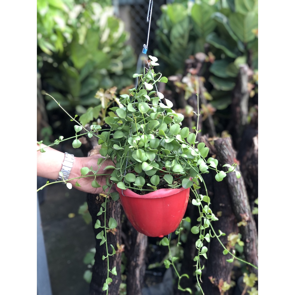 Chậu treo đô la lan