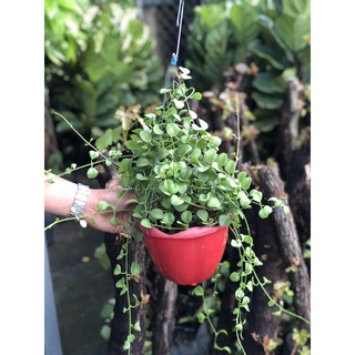 Chậu treo đô la lan