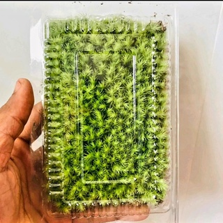 Rêu Pin Cushion rêu cạn làm tiểu cảnh Terrarium 10x15cm