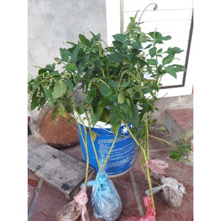 Bầu cây vòi voi giống