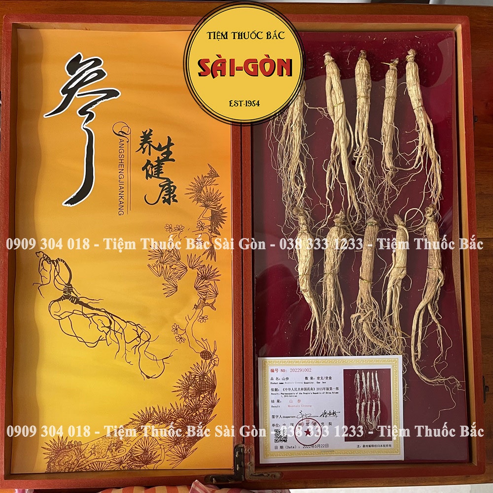 Sâm Khô Núi Trường Bạch Hộp 12 củ  - Tiệm Thuốc Bắc Sài Gòn