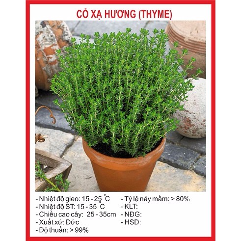  Hạt giống Cỏ Xạ Hương(Thyme) - 100 Hạt