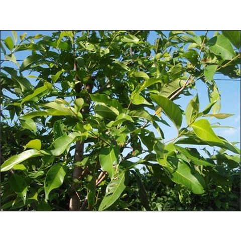 Lá Vối Nếp khô nguyên chất hổ trợ tiểu đường - Hàng công ty Thảo Dược Việt