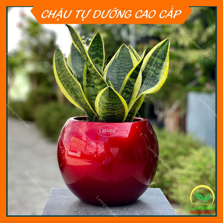 Chậu Sơn Tròn Cầu 💚Trồng Cây Cảnh Hoa Kiểng💚 Để Bàn Làm Việc Tự Dưỡng, Tự Tưới Trang Trí Nội Thất Văn Phòng Nhựa CATLEZA