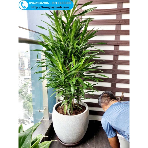 Chậu đá mài tròn trứng cao