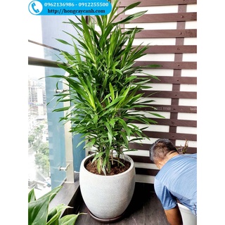 Chậu đá mài tròn trứng cao (chậu đá mài tròn cồng kềnh, khách đặt mua alo 09122.55500)
