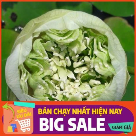 [Chất lượng cao] [Hàng chuẩn] [Free ship] 5 hạt giống SEN BÁCH DIỆP (SEN QUAN ÂM, SEN THÁI) nhiều màu