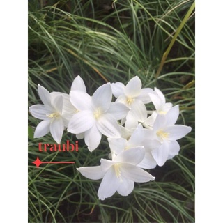 củ huệ mưa
