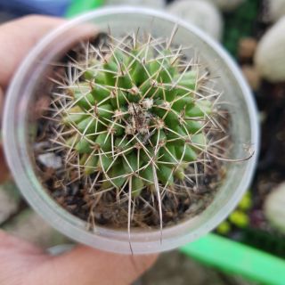 Sầu riêng nhỏ - xương rồng